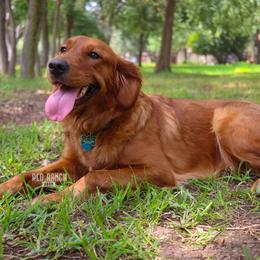 Flora - Goldendoodle