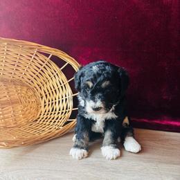 King - Tri-color male Bernedoodle puppy in Battle Creek, Michigan from T-Rose’s Bernedoodle & Pomsky Puppies