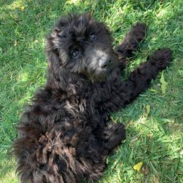 Goldendoodles from Dandelion Doodles of Oklahoma