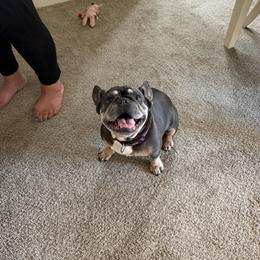 Trixie - Tricolors female French Bulldog puppy in Largo, Florida from Big Daddy Frenchies