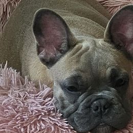 Boston Terriers and French Bulldogs from Vanover's Boston Terriers and Frenchies