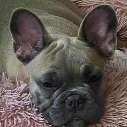 Boston Terriers and French Bulldogs from Vanover's Boston Terriers and Frenchies