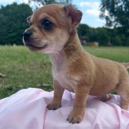 Fancy - Red female Chihuahua puppy in Scranton, South Carolina from The Magnolia Pawlor, LLC