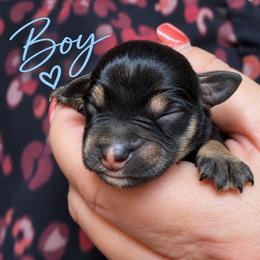 Charlie - Black and silver male Miniature Schnauzer puppy in Hull, Georgia from Ardent Miniature Schnauzers of Athens