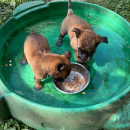 Cinnamon - Fawn female Belgian Malinois puppy in Andersonville, Tennessee from Working W Kennels