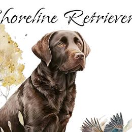Labrador Retrievers from Shoreline Retrievers
