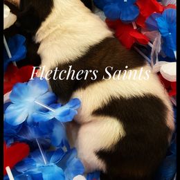Saint Bernard Puppies from Fletchers Saints
