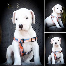 Artemis Girl 1-pink collar - White Dogo Argentino puppy in San Diego, California from Debonair Dogos