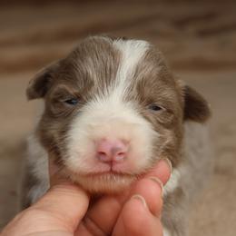 Maroon Collar - Lilac male Border Collie puppy in Courtland, Alabama from C Bar C Ranch Border Collies