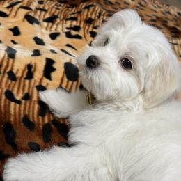 Maltese Puppies from Medhat Samuel