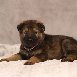 CJ - Sable German Shepherd puppy in Hamptonburgh, New York from Uber Dem Bach German Shepherds