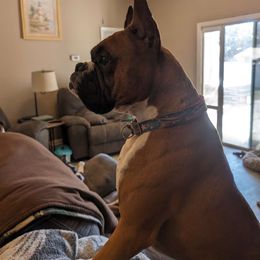 Nitro - Fawn Boxer puppy in Yulee, Florida from Bitty's Boxers