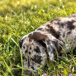 Female 1 - Merle female Great Dane puppy in Mayfield, New York from Sacandaga Danes