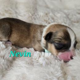 Nevin - Sable male Pembroke Welsh Corgi puppy in Lake Elsinore, California from Rose Petal Corgis