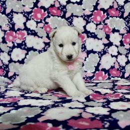 Ivy - White female Siberian Husky puppy in Lunenburg, Vermont from SNOW WOOLY HUSKY