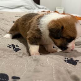 Olivia Newton-John - Sable female Pembroke Welsh Corgi puppy in Pensacola, Florida from Blue Angel Kennels