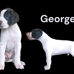 Prince George - Black and white male Great Dane puppy in Brookings, South Dakota from Debonair Danes