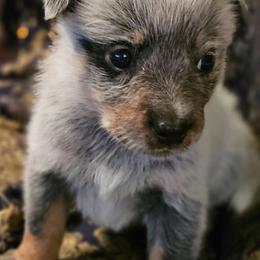 Andromeda - Blue speckled female Australian Cattle Dog puppy in Sneedville, Tennessee from JoAnn's Australian Cattle Dogs
