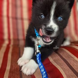 Wallis - Tri-color male Pomsky puppy in Mc Callsburg, Iowa from SZ Rolling Acres LLC