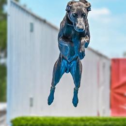 Finn - Weimaraner