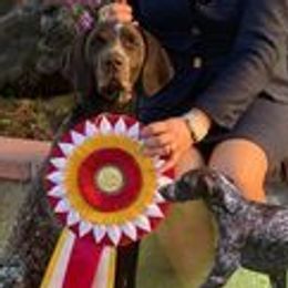 German Shorthaired Pointers from Siegervale German Shorthaired Pointers