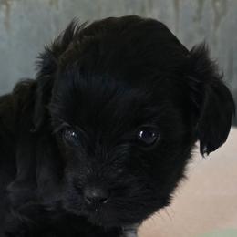 Companion Cross puppies from Oldfield Outdoors