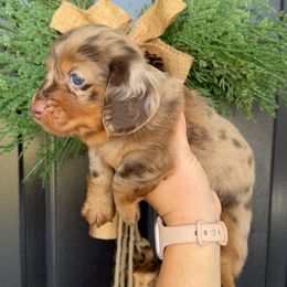 Cash - Dapple male Dachshund puppy in North Fort Myers, Florida from Trust Fund Devil Kennel
