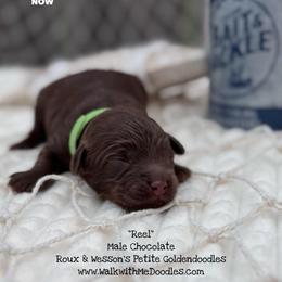 Reel - Chocolate male Goldendoodle puppy in Orange, Texas from Walk with Me Doodles