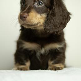 Dachshund Puppies from Lone River Dachshunds