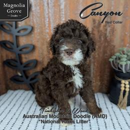 Canyon - Red Collar - male Australian Mountain Doodle puppy in Oxford, Alabama from Magnolia Grove Doodles