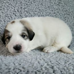 Sheeba - Yellow collar - White and badger female Great Pyrenees puppy in Monmouth, Maine from Flewelling Great Pyrenees