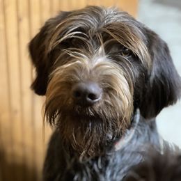 Wirehaired Pointing Griffon All Grown Up from Maine Backwoods Kennel