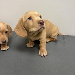 Dachshund Puppies from Bryant’s Miniature Dachshunds
