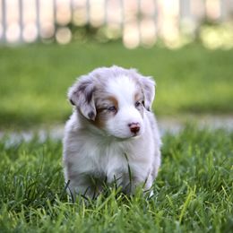 Australian Shepherd, Miniature American Shepherd, Miniature Australian Shepherd, and Toy Australian Shepherd Puppies from Painted Blue Aussies