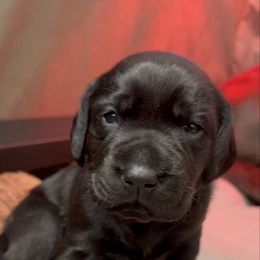 Wonka-black male - Black male Labrador Retriever puppy in Gig Harbor, Washington from Mayfield Farm