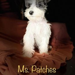 Miniature Schnauzer Puppies from L & R Miniature Schnauzers