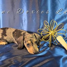 AKC Gizmo -Parents DNA- 3,800 - Fawn (isabella) and cream male Dachshund puppy in Kansas City, Missouri from Divine Doxies LLC