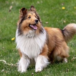 Rio - Shetland Sheepdog