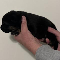 Boy 2 - German Shepherd puppy in Shelton, Washington from K&L Kennels