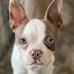 Boston Terriers and French Bulldogs from Down With Dog