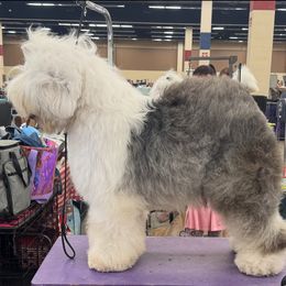 Quest - Old English Sheepdog