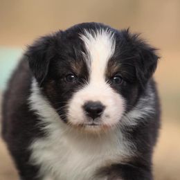 Katniss - Black tri-color Australian Shepherd puppy in Springville, Alabama from Cross Creek Aussies