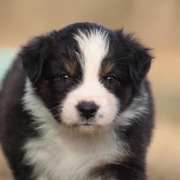 Katniss - Black tri-color Australian Shepherd puppy in Springville, Alabama from Cross Creek Aussies