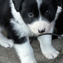 Border Collies from Cedarcreek Border Collies