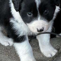 Border Collies from Cedarcreek Border Collies