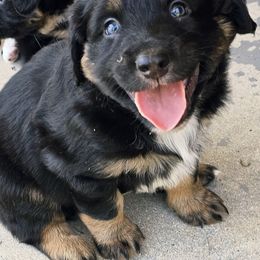Drax - Black tri-color male Australian Shepherd puppy in Marengo, Indiana from J&J Kennel
