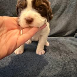 Girl 4 dark purple - Liver and white female English Springer Spaniel puppy in Lufkin, Texas from Shifletknight Springer Spaniels