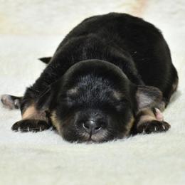 Violet - Black and tan female Havanese puppy in Angier, North Carolina from Hoppy Havanese