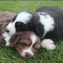 Australian Shepherd Puppies from FaithsAussies