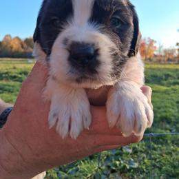 Pumpkin - Brown and white female Saint Bernard puppy in Kinsman, Ohio from Coleman Saint Bernards of Ohio